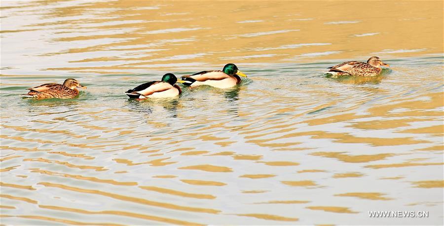 CHINA-TIBET-LHASA-BIRDS (CN)