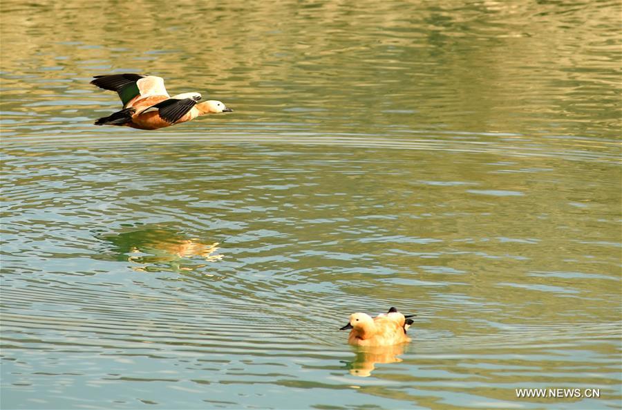 CHINA-TIBET-LHASA-BIRDS (CN)