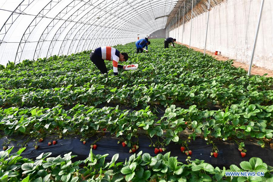 CHINA-HEBEI-WINTER-FARM WORK (CN)