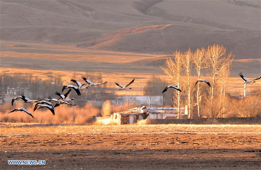 CHINA-TIBET-BLACK-NECKED CRANE-WINTER HABITAT (CN)