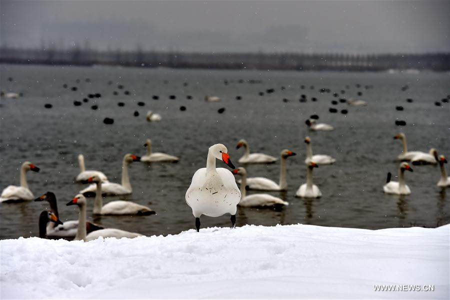 CHINA-SHANXI-SNOW-SWAN (CN)