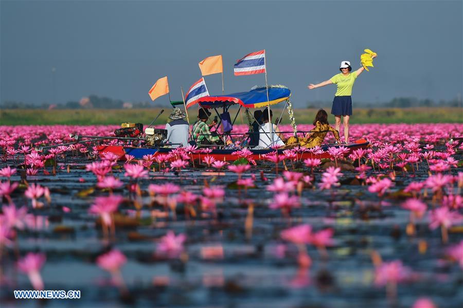 THAILAND-UDON THANI-WATER LILIES-BLOSSOM