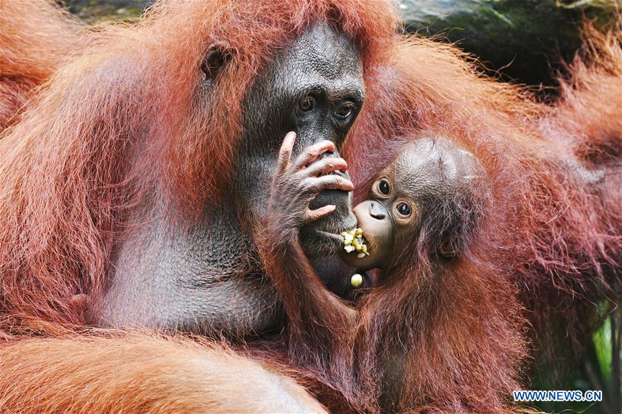 SINGAPORE-ZOO-NEWBORN ANIMALS