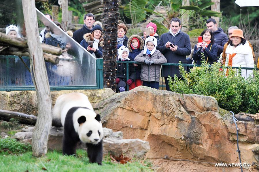 FRANCE-SAINT-AIGNAN-ZOOPARC DE BEAUVAL-PANDA BABY-YUAN MENG