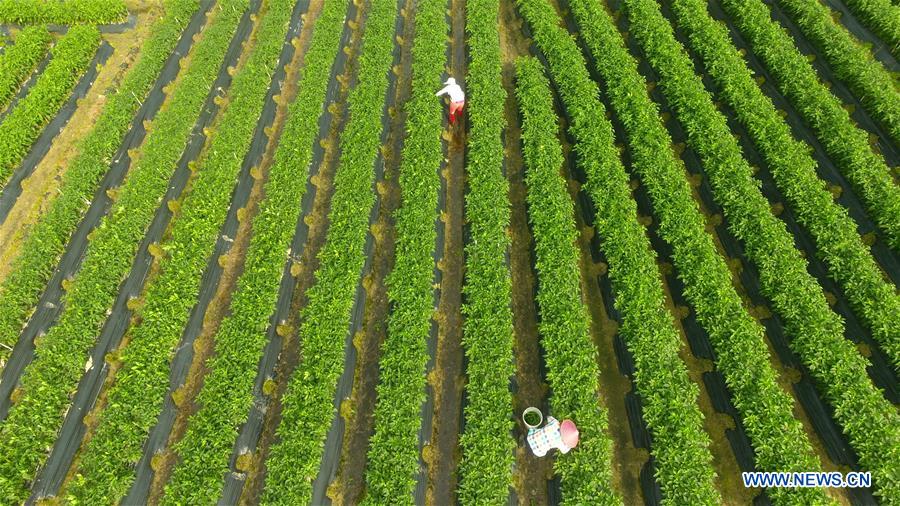 CHINA-HAINAN-QIONGHAI-PEPPER-HARVEST (CN)