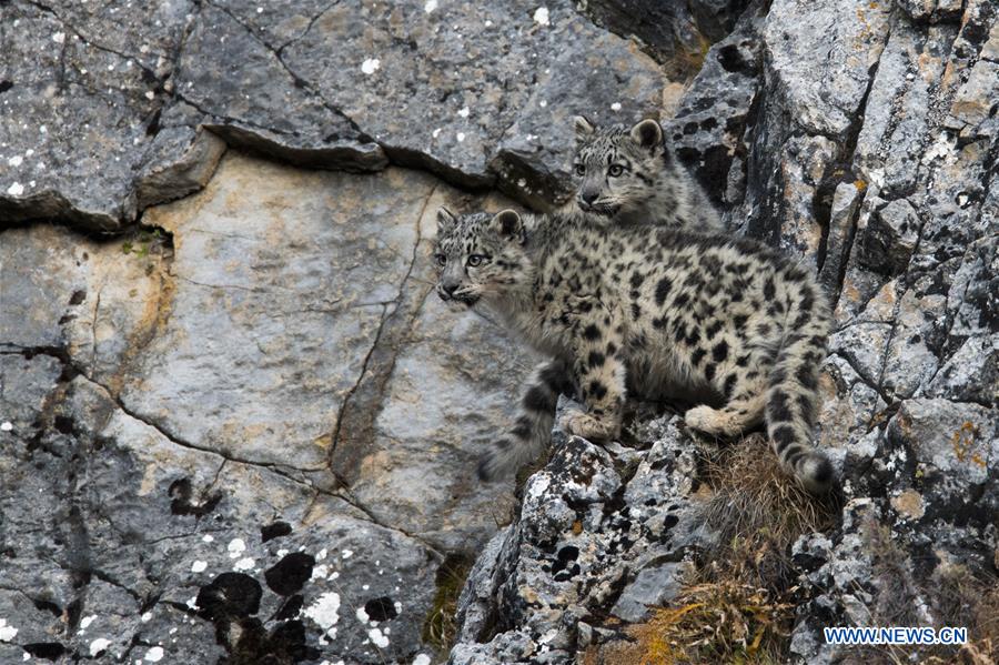 CHINA-QINGHAI-BIOLOGICAL DIVERSITY-SNOW LEOPARD (CN)