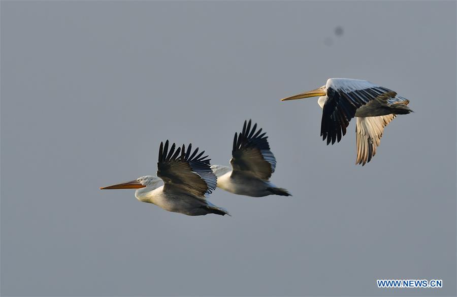 CHINA-FUJIAN-PELICANS-WINTER (CN)