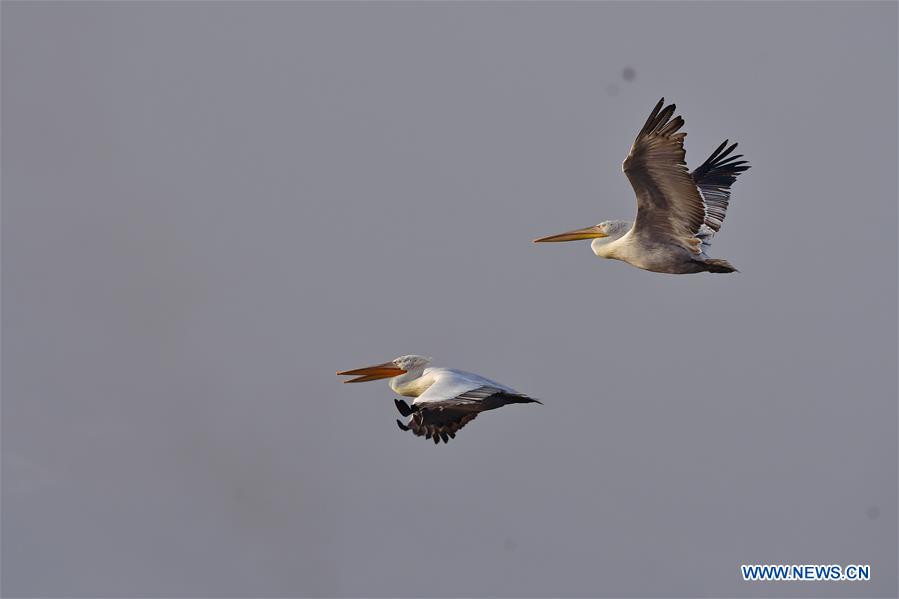 CHINA-FUJIAN-PELICANS-WINTER (CN)