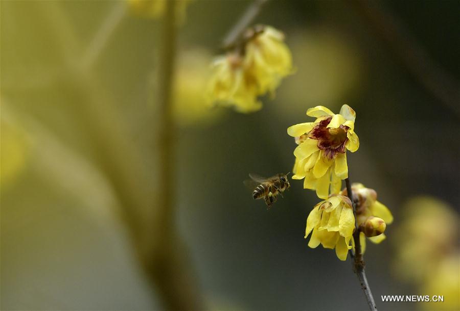 #CHINA-HUBEI-WINTERSWEET FLOWER (CN)