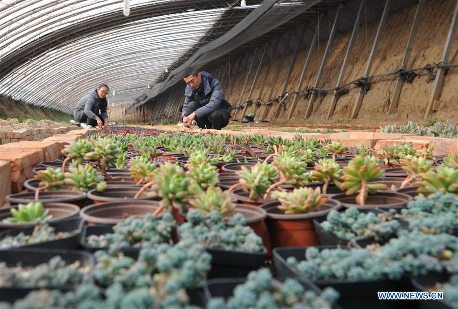 CHINA-HEBEI-COUPLE-SUCCULENT PLANTS (CN)