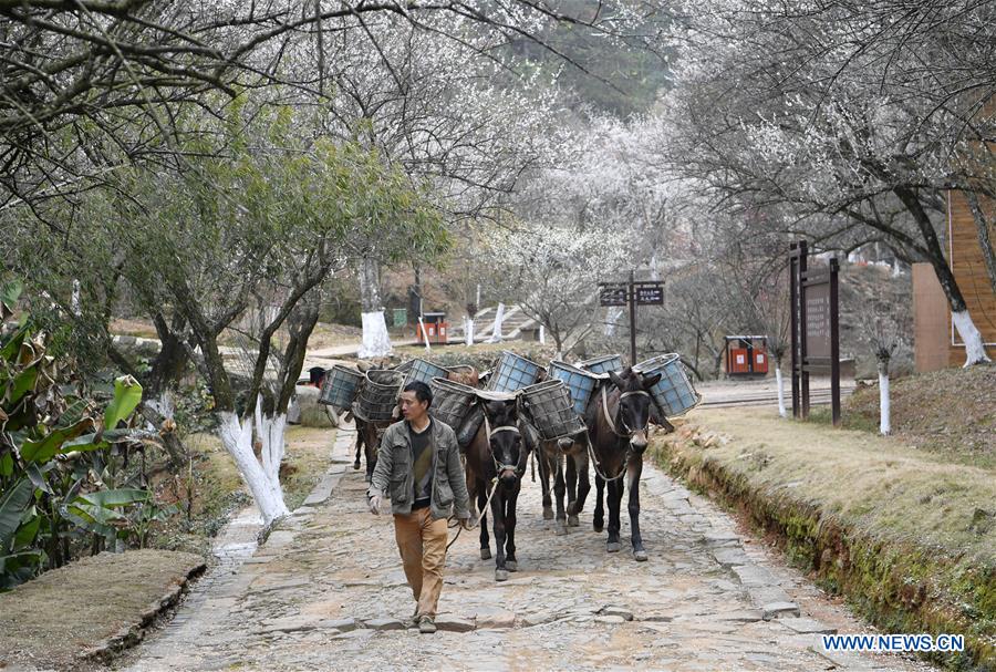 CHINA-JIANGXI-DAYU-PLUM BLOSSOMS (CN)