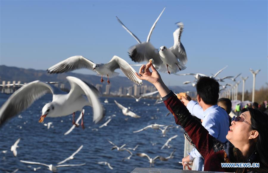 CHINA-KUNMING-WEATHER-RED-BILLED GULLS(CN)