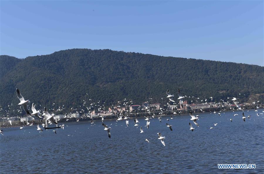 CHINA-KUNMING-WEATHER-RED-BILLED GULLS(CN)