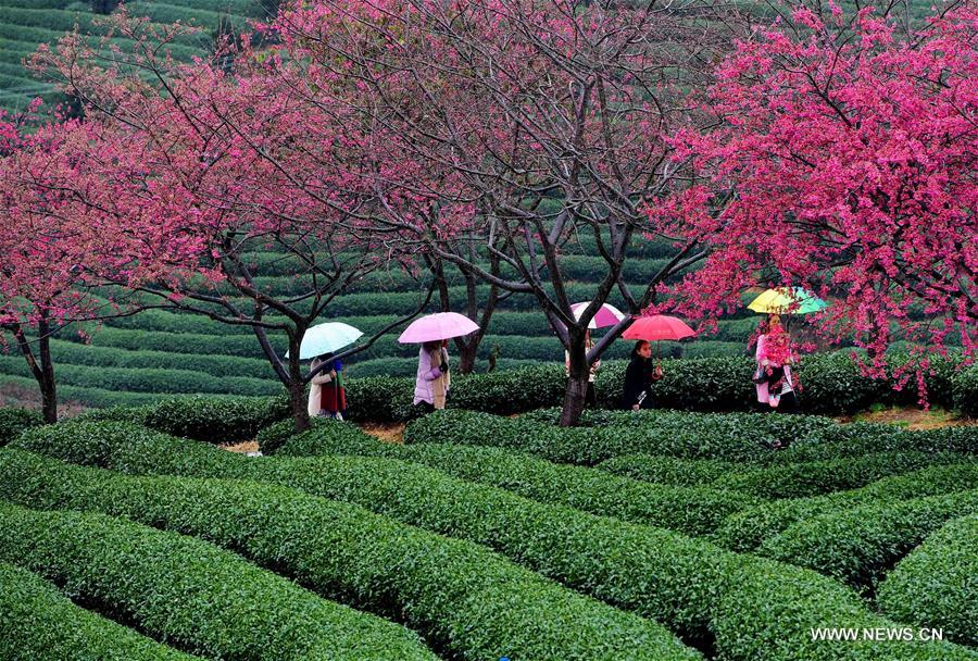 CHINA-FUJIAN-ZHANGPING-CHERRY BLOSSOM (CN)