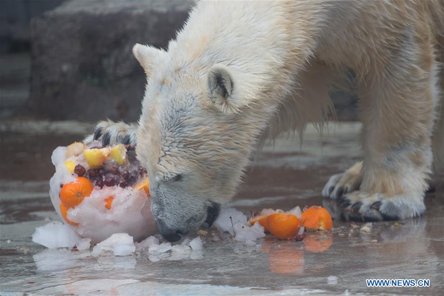 HUNGARY-BUDAPEST-ZOO-POLAR BEAR