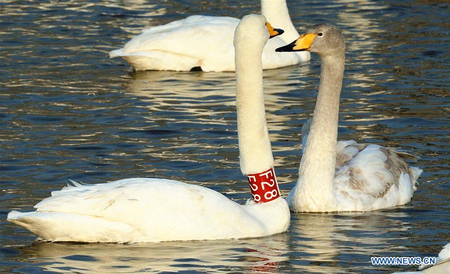 CHINA-SHANDONG-RONGCHENG-SWAN (CN)