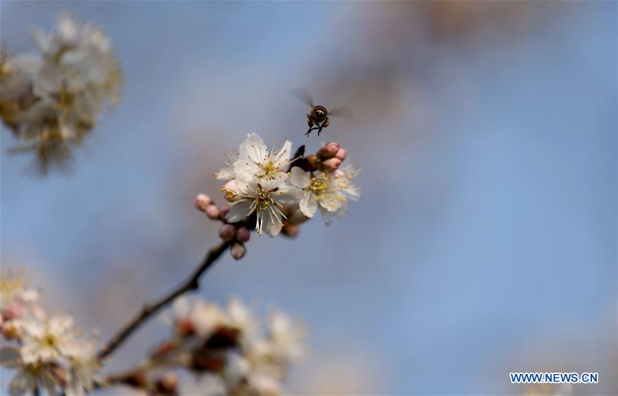 #CHINA-GUIZHOU-PEAR BLOSSOMS (CN)