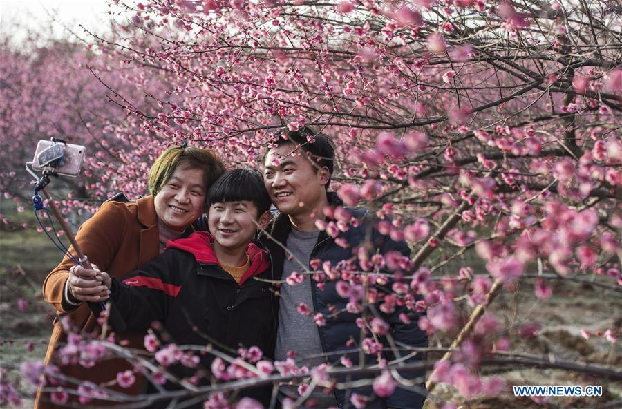 CHINA-ANHUI-RED PLUM BLOSSOM (CN)