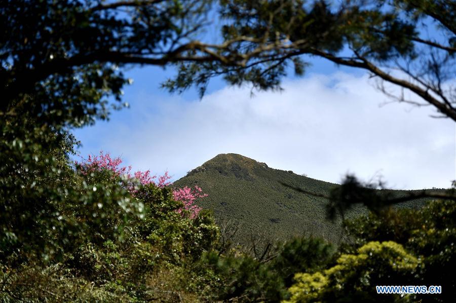 CHINA-TAIPEI-YANGMING MOUNTAIN-SCENERY(CN)