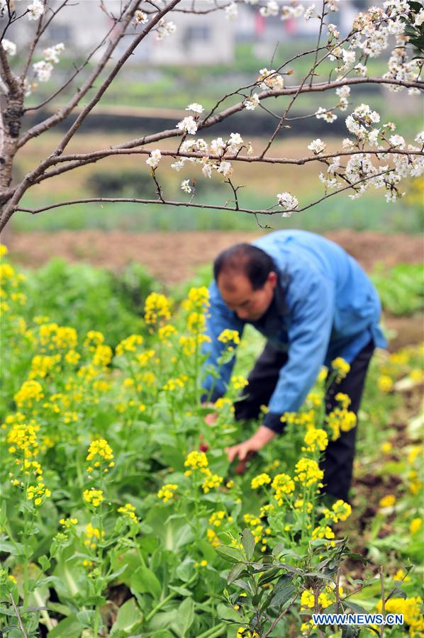 #CHINA-FARM WORK(CN)