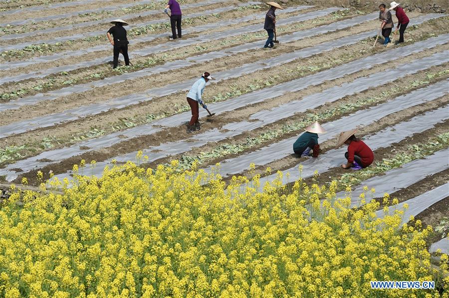 #CHINA-SPRING-FARM WORK (CN)