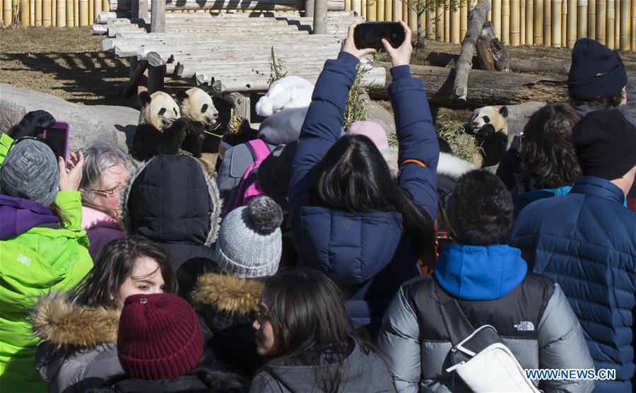 CANADA-TORONTO-PANDA-FAREWELL