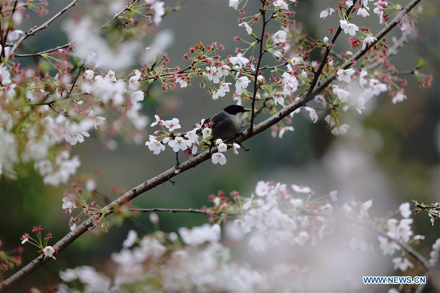 #CHINA-SPRING-SCENERY (CN)