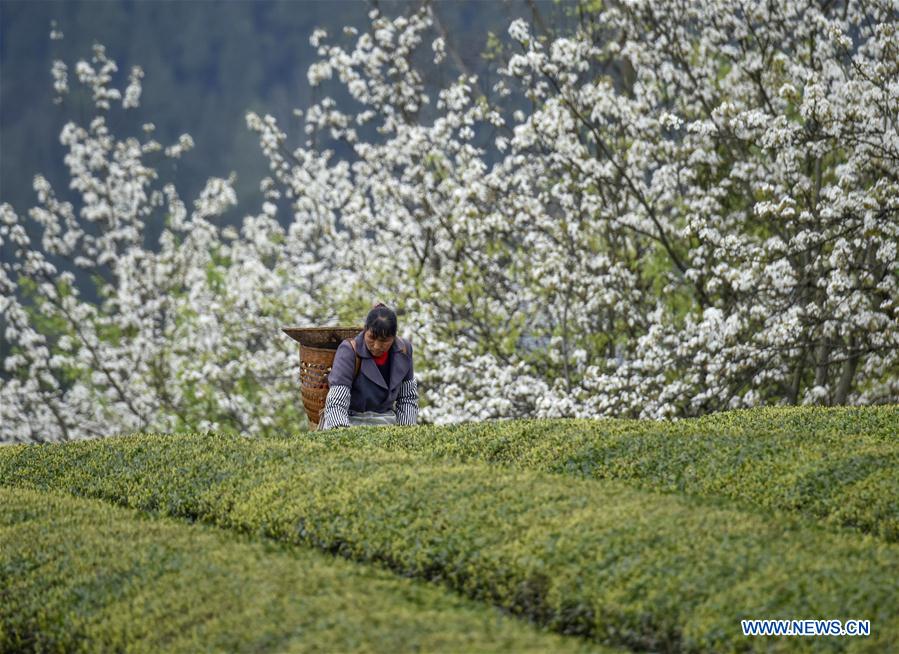 #CHINA-SPRING-FARM WORK (CN)