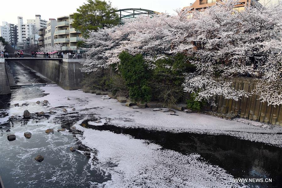 JAPAN-TOKYO-CHERRY BLOSSOMS-PETALS