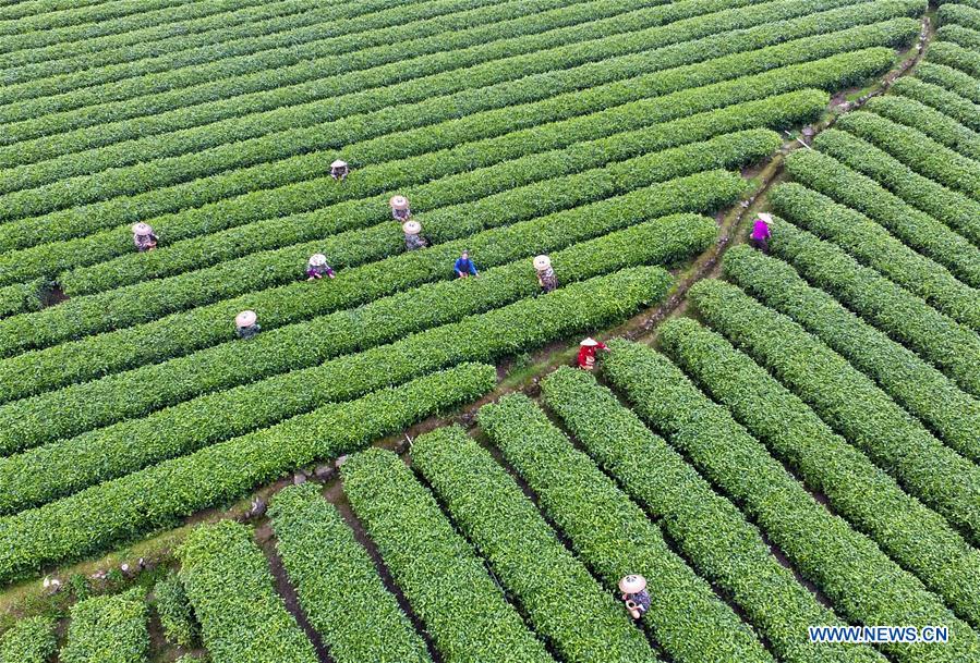 #CHINA-SPRING-TEA PICKING (CN)