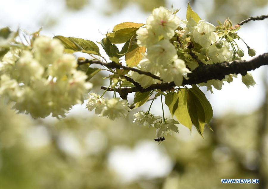 CHINA-HANGZHOU-WEST LAKE-CHERRY BLOSSOMS (CN)