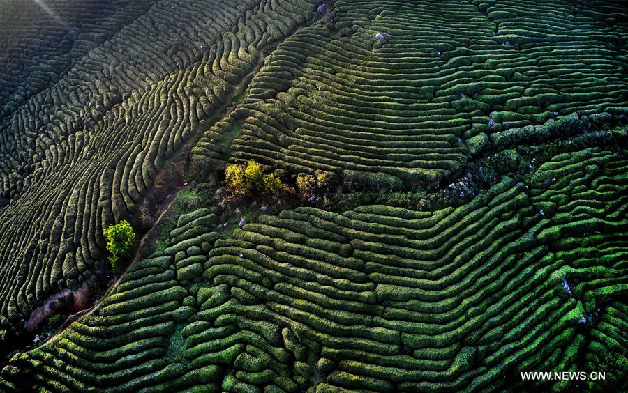 CHINA-SPRING-TEA HARVEST (CN)