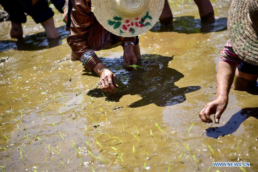 #CHINA-CONGJIANG-TERRACED FIELDS-WORKING(CN)