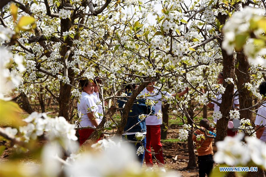 #CHINA-SPRING-FLOWERS (CN)