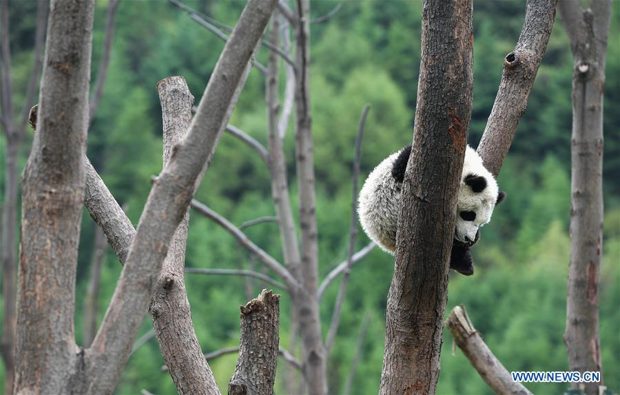 CHINA-SICHUAN-PANDA CENTER-CONSERVATION-RESTORATION (CN)