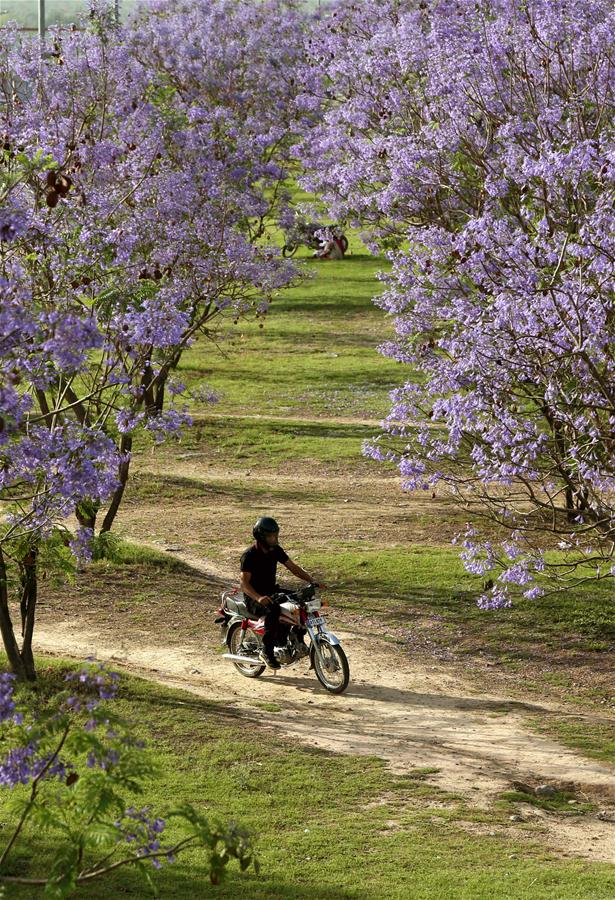 PAKISTAN-ISLAMABAD-BLOSSOMING