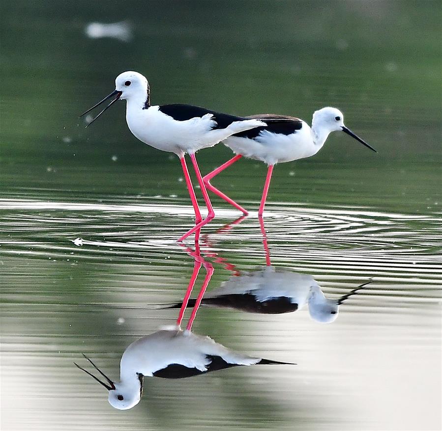 CHINA-FUJIAN-STILTS (CN)