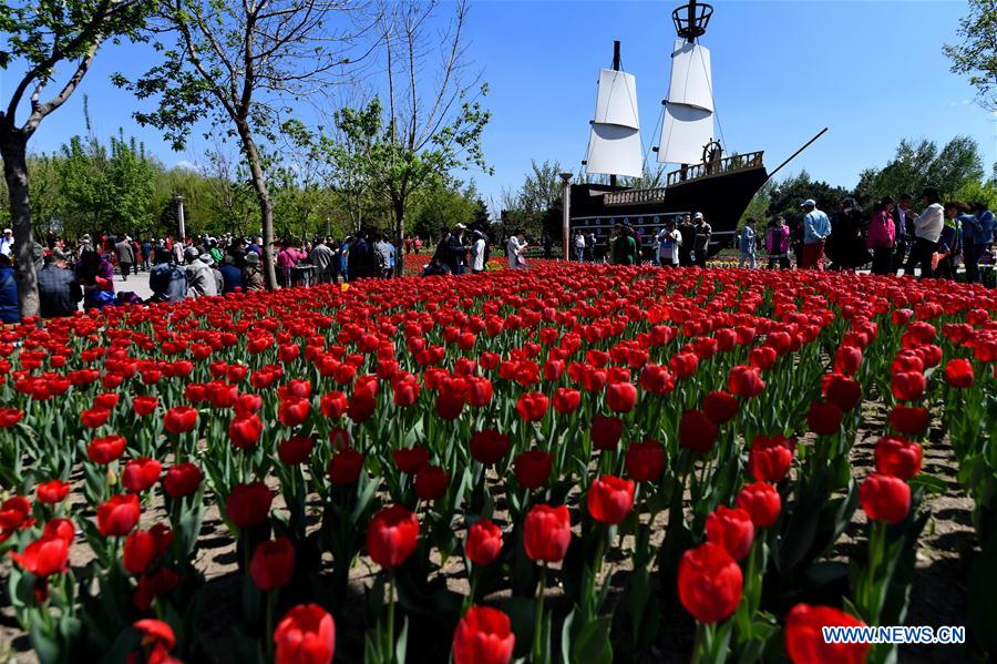 CHINA-CHANGCHUN-TULIPS(CN)