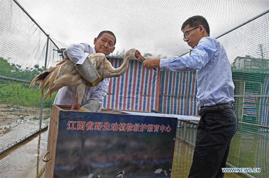 CHINA-WILDLIFE PROTECTION-BABY CRANE (CN)