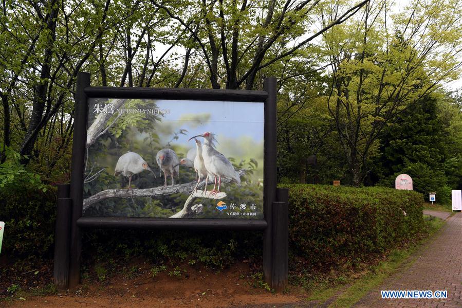 JAPAN-SADO ISLAND-CRESTED IBISES-FEATURE