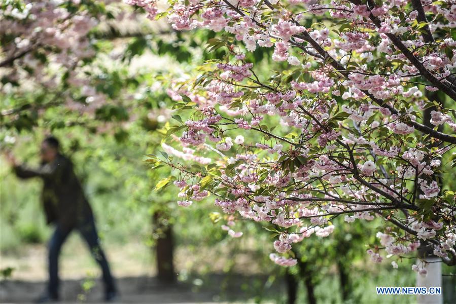 CHINA-DALIAN-CHERRY BLOSSOM(CN)