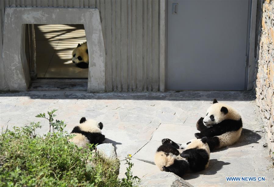 CHINA-SICHUAN-GIANT PANDA-SHENSHUPING PROTECTION BASE (CN)