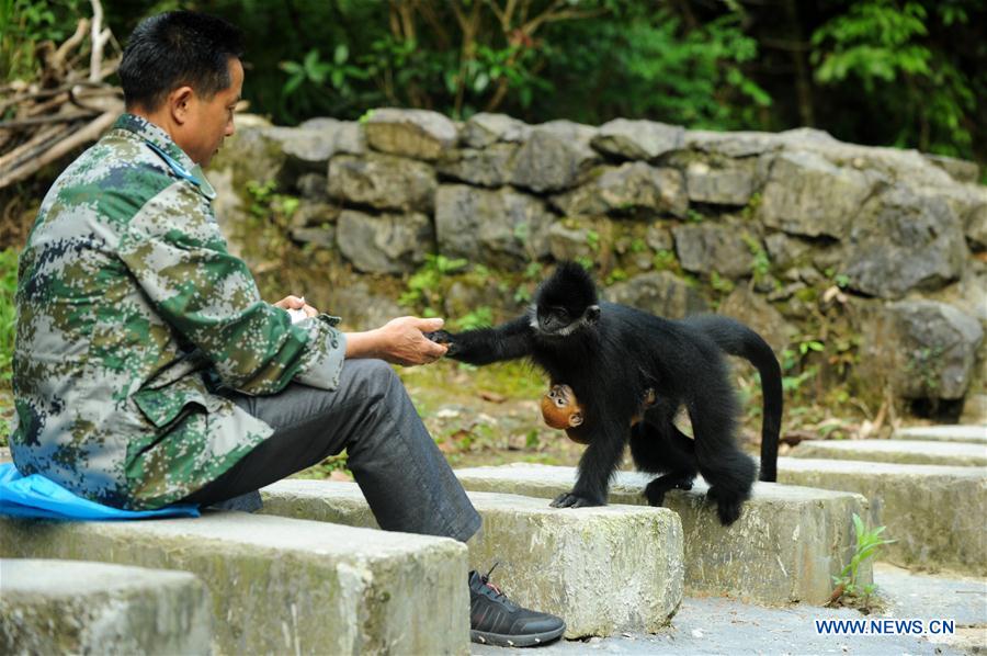 #CHINA-GUIZHOU-FRANCOIS'S LANGUR (CN*) 