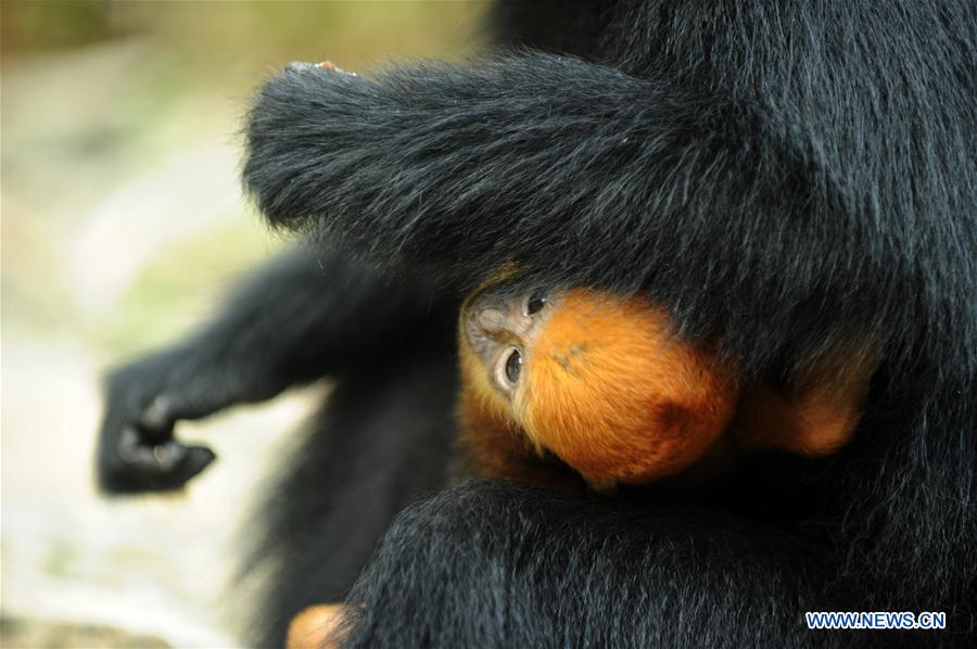 #CHINA-GUIZHOU-FRANCOIS'S LANGUR (CN*) 