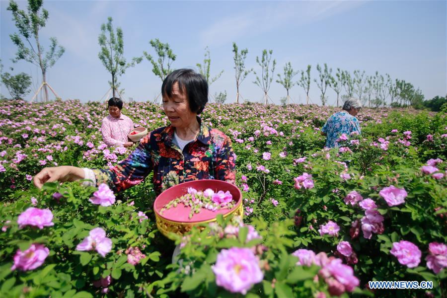 CHINA-SHANDONG-ZIBO-ROSE INDUSTRY (CN)