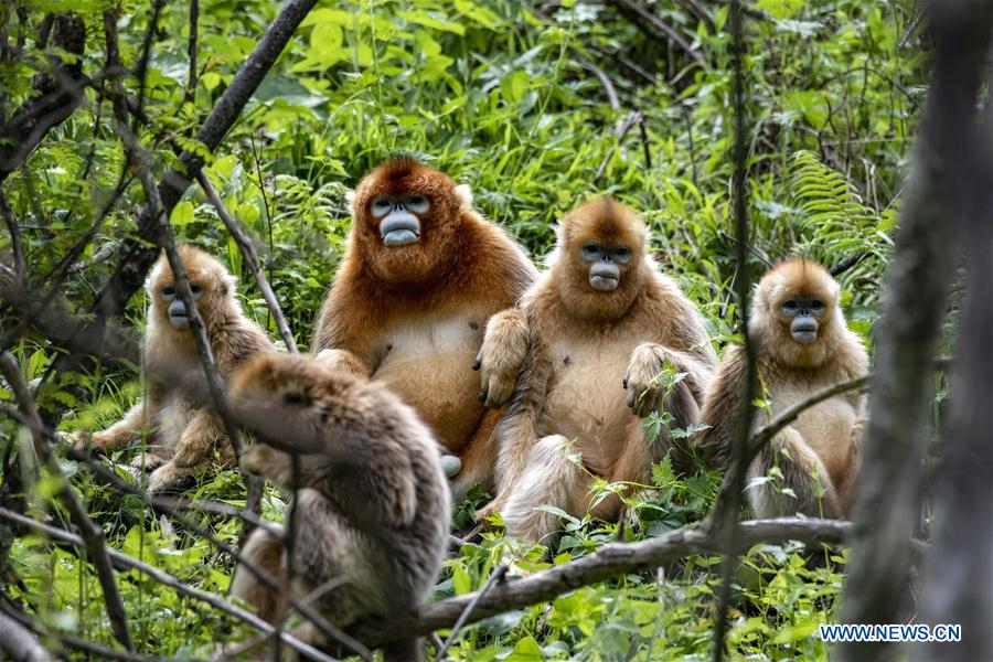 CHINA-HUBEI-SHENNONGJIA-GOLDEN MONKEY (CN)