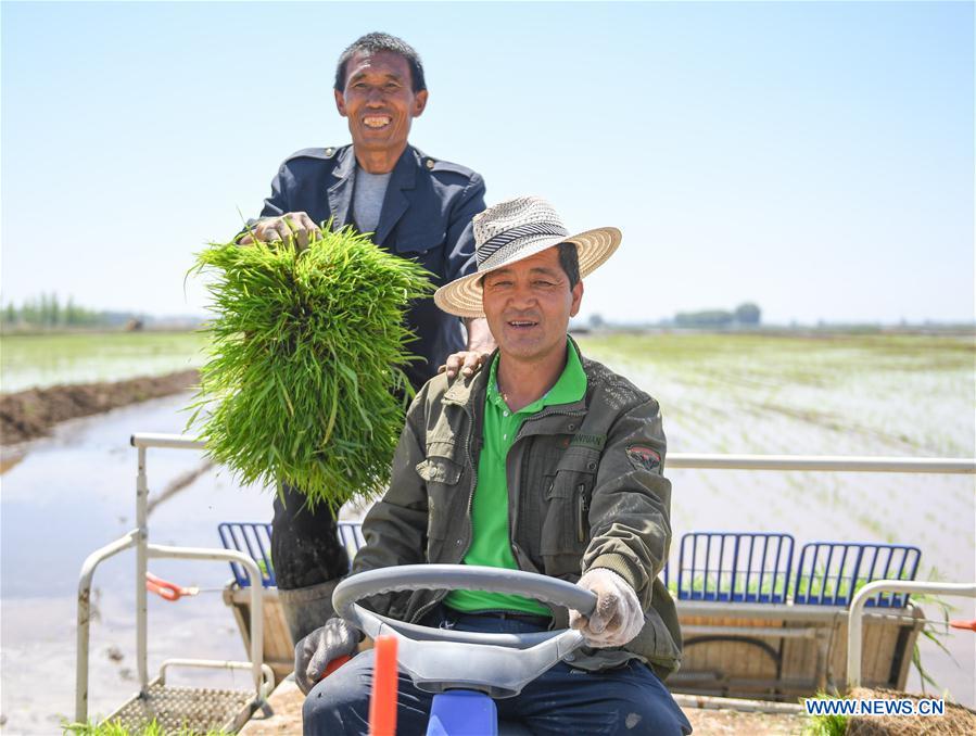 CHINA-INNER MONGOLIA-HOHHOT-SALINE SOIL-RICE (CN)