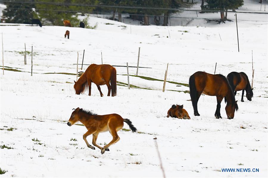 #CHINA-XINJIANG-HAMI-SNOW(CN)