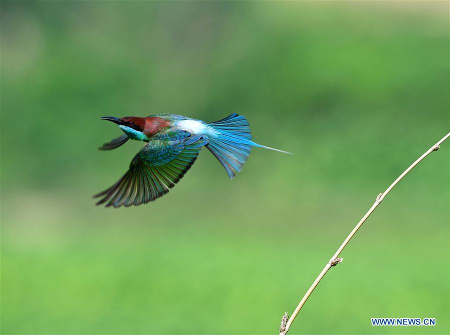 CHINA-FUJIAN-ENVIRONMENT-WILD BIRD (CN)