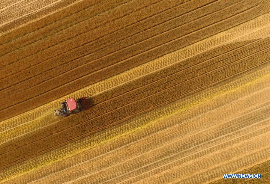 #CHINA-WHEAT-HARVEST (CN)